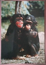 ROMA - GIARDINO ZOOLOGICO - SCIMPANZE GIOVANI - FOTO PANSINI