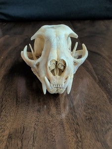 1 Real Bobcat Skull Taxidermy Arts Crafts School