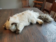 Yomiko Collection Life Size Himalayian Perisan Cat 24" Plush Russ