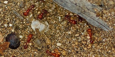 25+ Live Red Harvester Ants - Perfect For Ant Farms