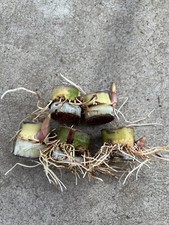 5pcs Rooted Sugarcane Cuttings Sweet Juicy Tropical Plant Ready To Plant