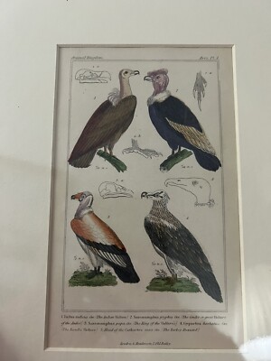 HAND COLORED STEEL ENGRAVING THE ANIMAL KINGDOM BARON CUVIER  LONDON ca 1837