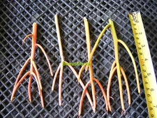 4 Euphorbia Tirucalli 'Sticks on Fire'  Succulent Cuttings 