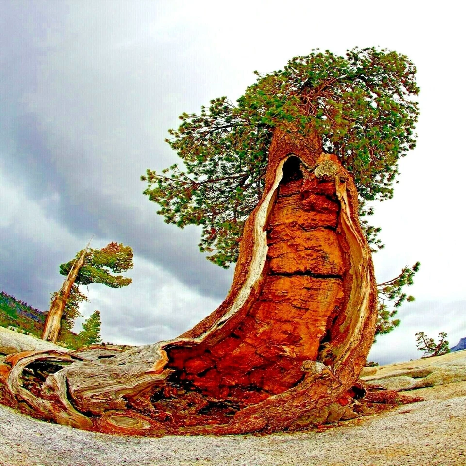 20 semillas de pino Bristlecone (Pinus aristata) "¡ÁRBOL VIVO MÁS ANTIGUO DEL MUNDO!" Foto 3 de 4