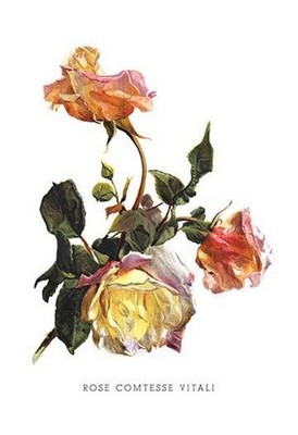 Rose Comtesse Vitali H.G. Moon Poster Print