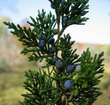 20 cuttings of Red Eastern Cedar for rooting, 6-8 inches long