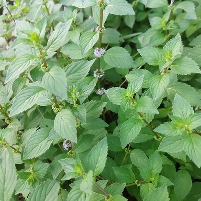 INGWERMINZE   VIETNAMESISCHE MINZE 10+ SAMEN F 234