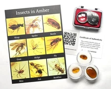 3 Pieces Fossil Insect Inclusion, Burmese amber kit - Includes Magnifier and COA