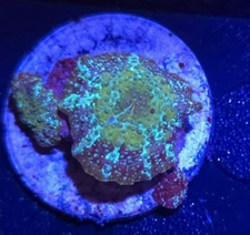 Assorted Disco Mushroom Live Coral Frag - Next Day Air - Free Combined Shipping