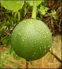 Chinese Cucumber Seeds - Trichosanthes kirilowii Snake Gourd Vine - 10/15/25