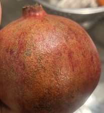 20 Fresh Pomegranate Seeds  Free Shipping  USA Seller