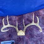 133” nice even 8 pointer Wild Whitetail Deer Antler Rack Horn taxidermy — photo 6