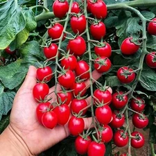 200pcs Waterfall Tomato Seeds - Heirloom, Non-GMO, High-Yield Variety.