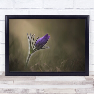 Schweden Blume lila Wiese Gras Zärtlichkeit Frühling Wandbild Kunstdruck