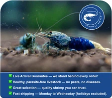 10 Ocean Blue Caridina Shrimp | FREE SHIPPING | Live Guarantee | USA Bred