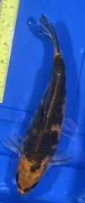 10-inch Hi Utsuri Koi, Black Swamp Koi Farms