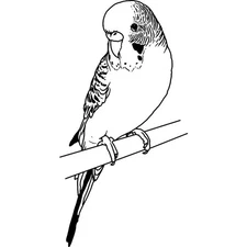 'Perched Budgie' Unmounted Rubber Stamp (RS035505)