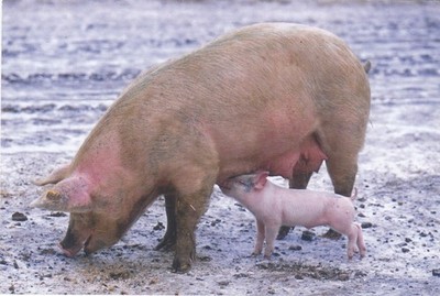 AK Nahaufnahme Studie von Schwein & Ferkel [ Schwein ] Meine Ref PP