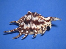 Lambis lambis (Linnaeus,1758) "FUDGE COLORS!"  (119.6mm)