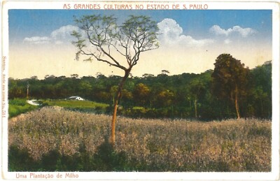SAO PAULO BRASILIEN Maisplantage Vintage Farbe PC um 1920