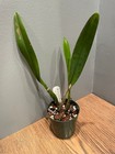 Blc. Carolina Glow `The Bob' Original Division Cattleya Orchid Plant — photo 2
