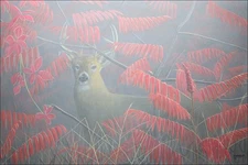 FRASE ORIGINAL PAINTING BUCK DEER SUMAC AUTUMN WILDLIFE ART Duck Stamp Artist