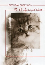 Kitten Face in Frame Designer Greetings Birthday Card for Cat