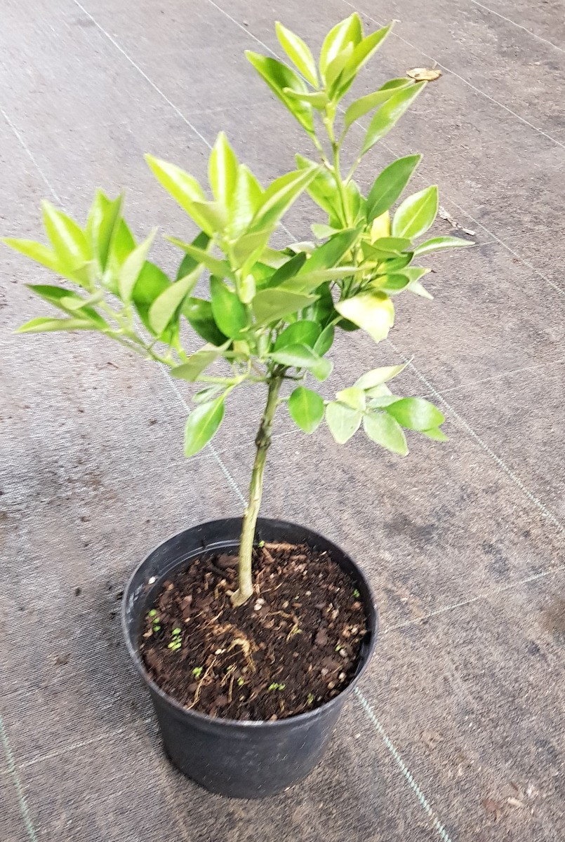 Citrangequat 4 saisons greffé sur Poncirus Trifoliata agrume d'extérieur en pot