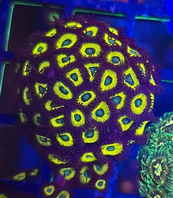 Belladonna  Frag Zoanthids Paly Zoa SPS LPS Corals WYSIWYG