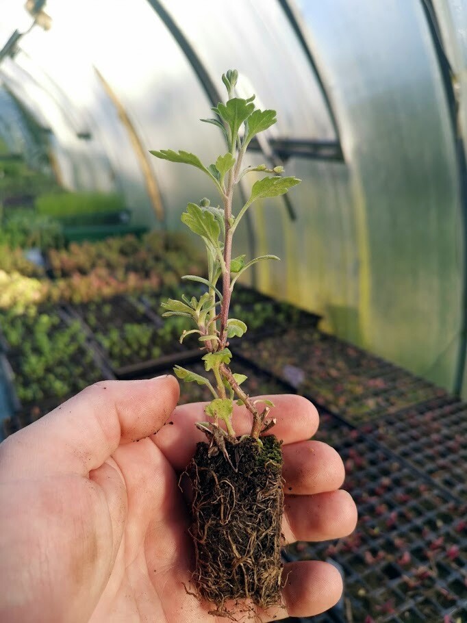 6x Chrysanthemum Plugs Plants Collection Mix Flower Plant 'Decorative