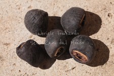 BANANO DELLE NEVI - ENSETE GLAUCUM, 5 SEMI SELEZIONATI