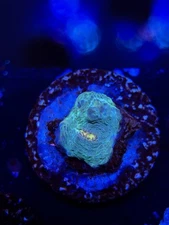 Cornbread Rainbow Crush Chalice (WYSIWYG) Frag-3/4” Live Coral-LPS-SPS-ZOA
