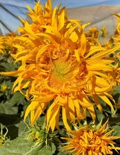 Just Crazy Sunflower Seeds Free Shipping!
