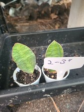Baby Sansevieria Masoniana Whale Fin Snake Plant 2-3" rooted