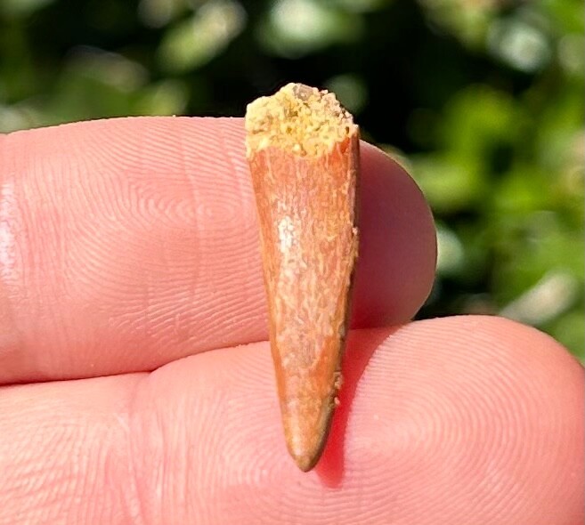 Pterosaur Flying Dinosaur Tooth Fossil Morocco Cretaceous Age Kem Kem