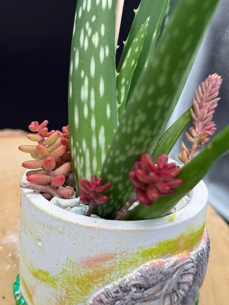 Aloe Vera Ableger online kaufen | eBay.de