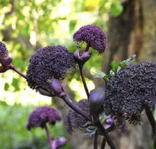 Angelica Gigas 15 Seeds, Giant Korean Angelica