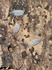 Porcellionides pruinosus Lemon Berry Isopods 10ct   Live Bioactive Cleanup Crew