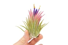 Large Tillandsia Ionantha Rubra Air Plants - Live - Indoor/Outdoor House Decor