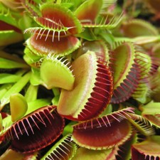 Venus Fly Trap Indoor Plant, 'Dionaea muscipula' Jumbo Plant in 12cm Pot