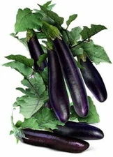 100+ Eggplant Seeds USA Long Purple Eggplants Aubergine Asian Vegetable 2025