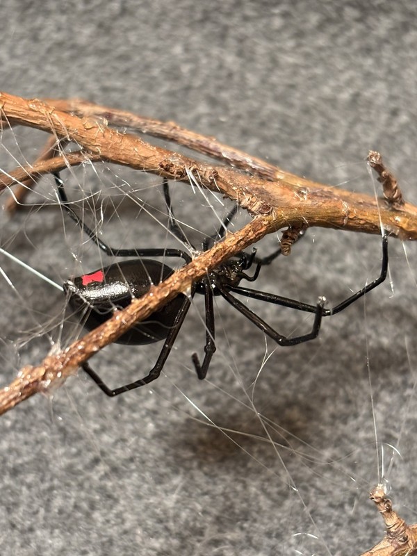 Handmade Hand-painted 2.5" Black Widow Spider Stick Dwelling Replica Figurine