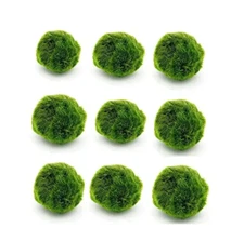 5 Live Moss Balls 1-1,5 inches Cladophora Live Plant Aquarium / USA