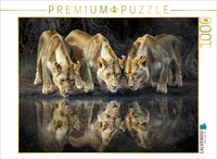 Calvendo Puzzle LöWenrudel Am Wasser | 1000 Teile Lege-GrößE 64X48Cm Foto-Puzzle