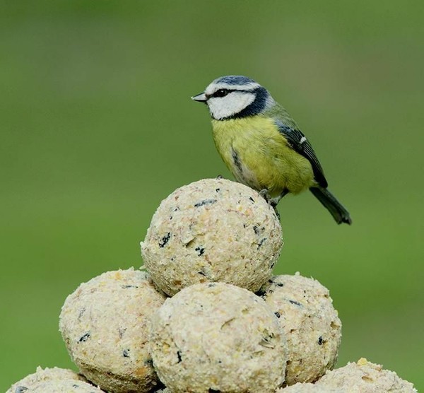 RSPB Super Suet Balls Wild Bird Food Box of 50 for sale online eBay