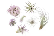 Lavender Tillandsia Air Plants - Color Enhanced Easy Care Indoor/Outdoor Decor