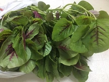 USA 1-oz 28,000 Amaranth Red Stripe Leaf Seeds; Chinese Spinach; 紅莧菜; Free Ship