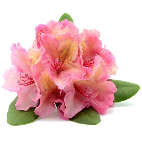 Organic RHODODENDRON Essential Oil, 10ml - Picture 6 of 6