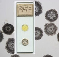 Polycystina par J.T. Diapositive pour microscope normand - Vendu par Queen, Philadelphie
