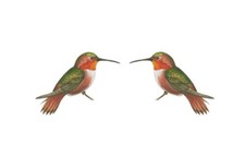 temporary tattoo - Set of two wrist size Hummingbird  approx. 1.5" each 